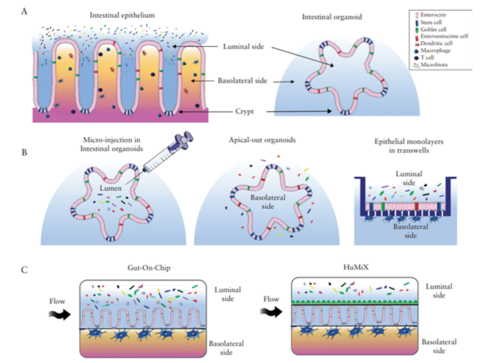 Organoid Facility