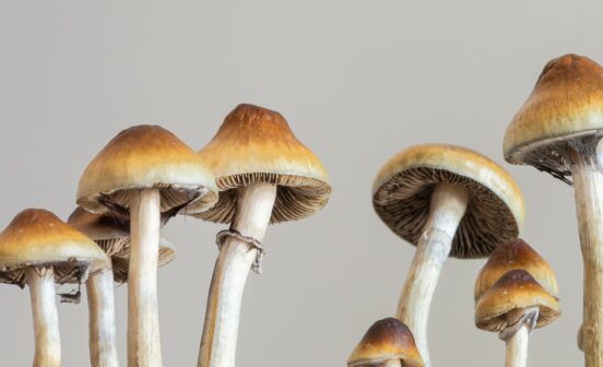 Psilocybe,Cubensis,Raw,Mushrooms,Isolated,On,Grey,Background.,Psilocybin,Psychedelic